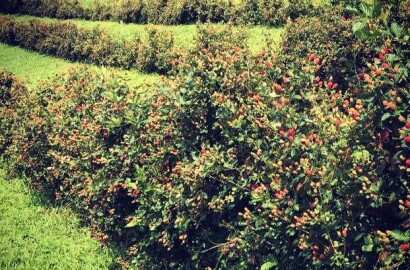 Fazenda para venda em Carvalhos MG