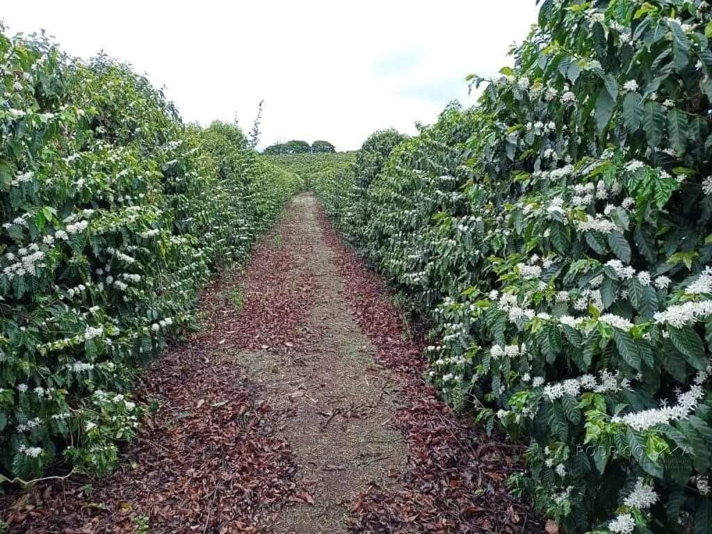 Linda fazenda para venda em Luminárias Mg